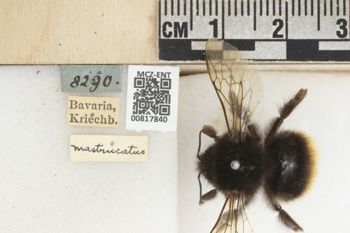 Media type: image;   Entomology 817840 Description: Specimen documentation photo of labelsfrom specimen MCZ:Ent:817840, captured on2024-07-10;  Aspect: labels